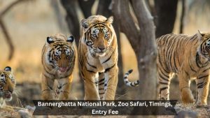 Bannerghatta National Park: Zoo Safari, Timings, Entry Fee