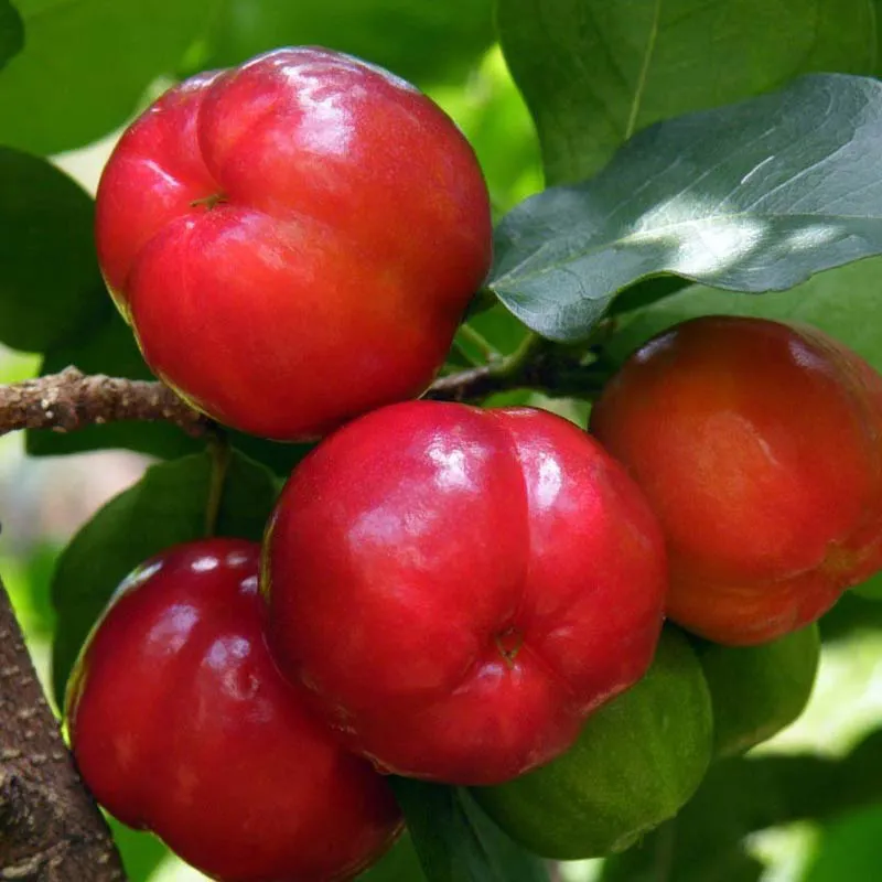 Acerola fruit photo