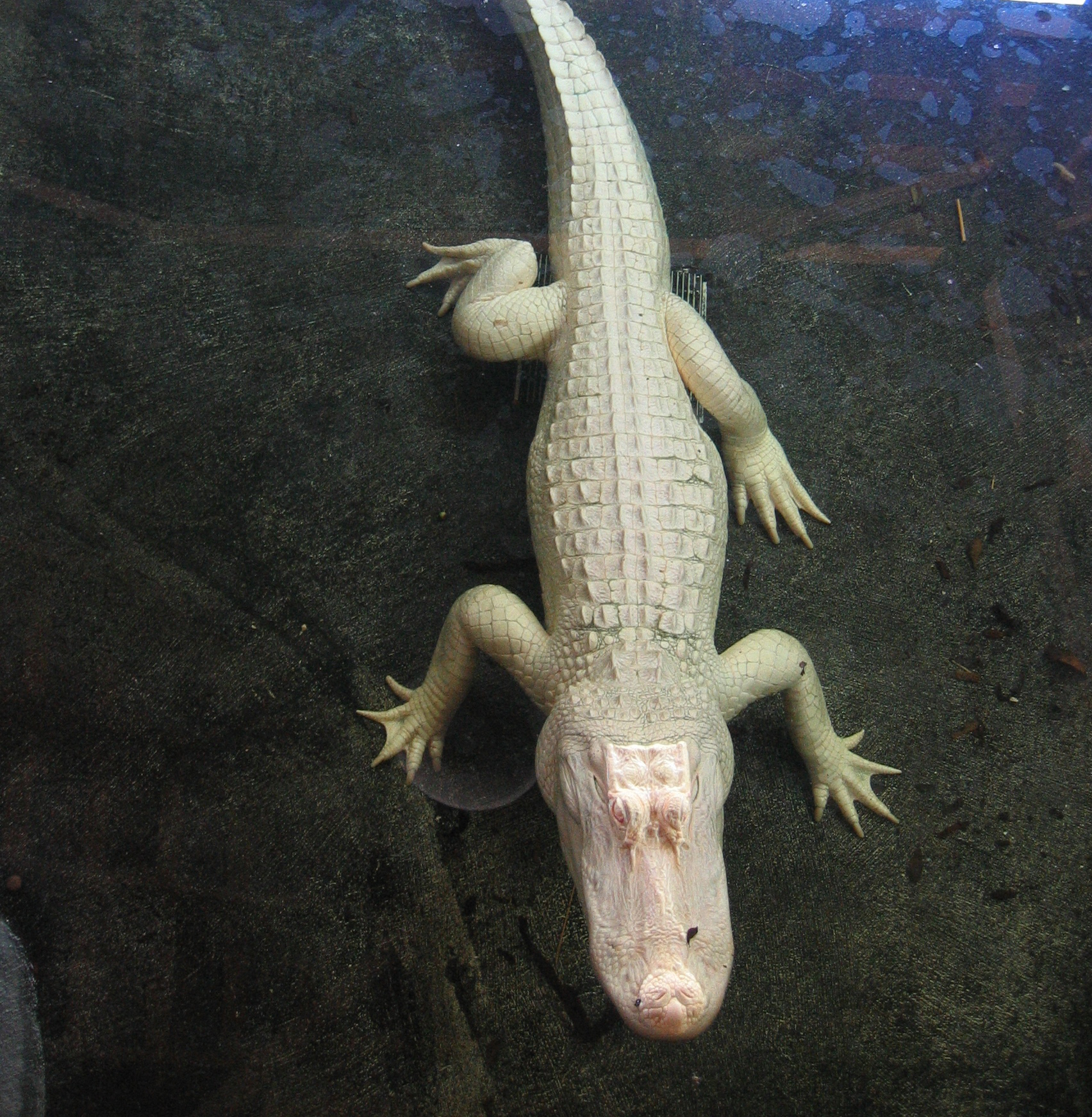 Alligator ghariyal animal image