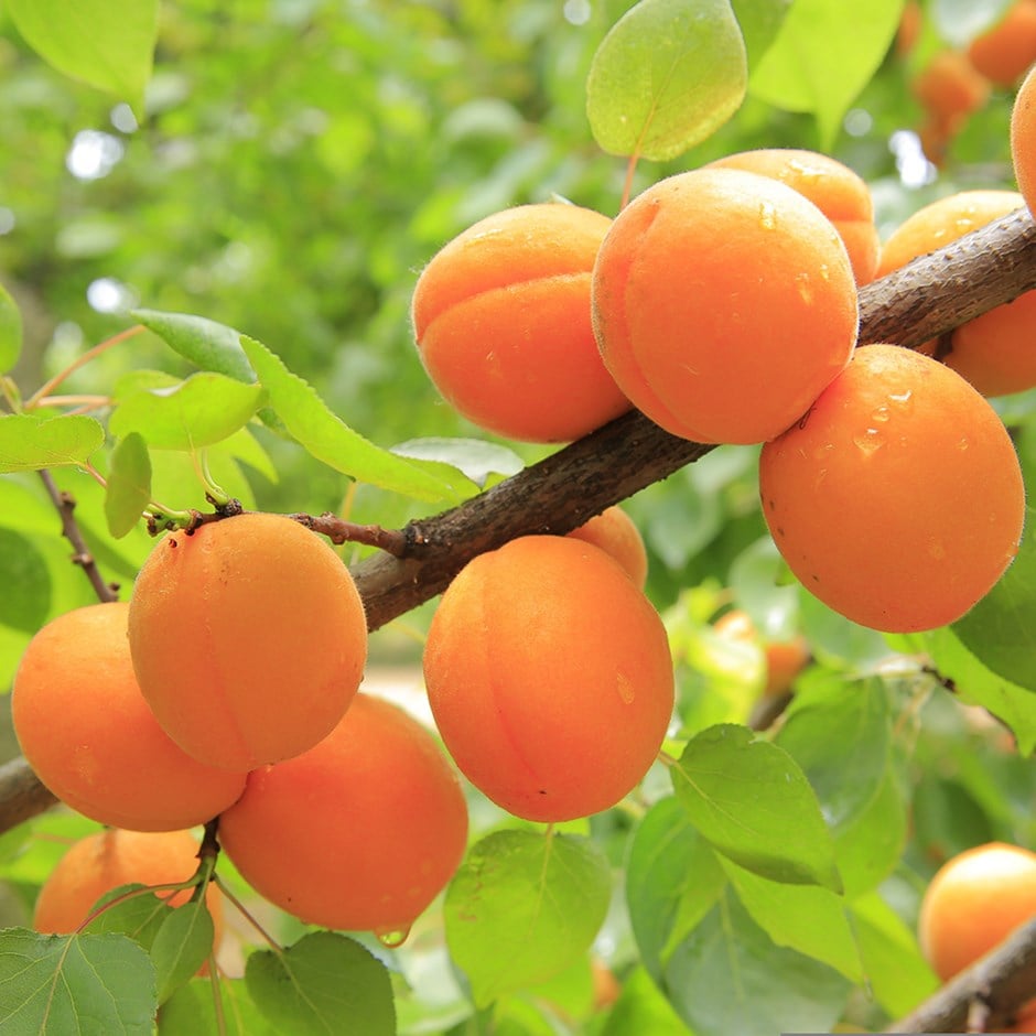 Apricot fruit photo