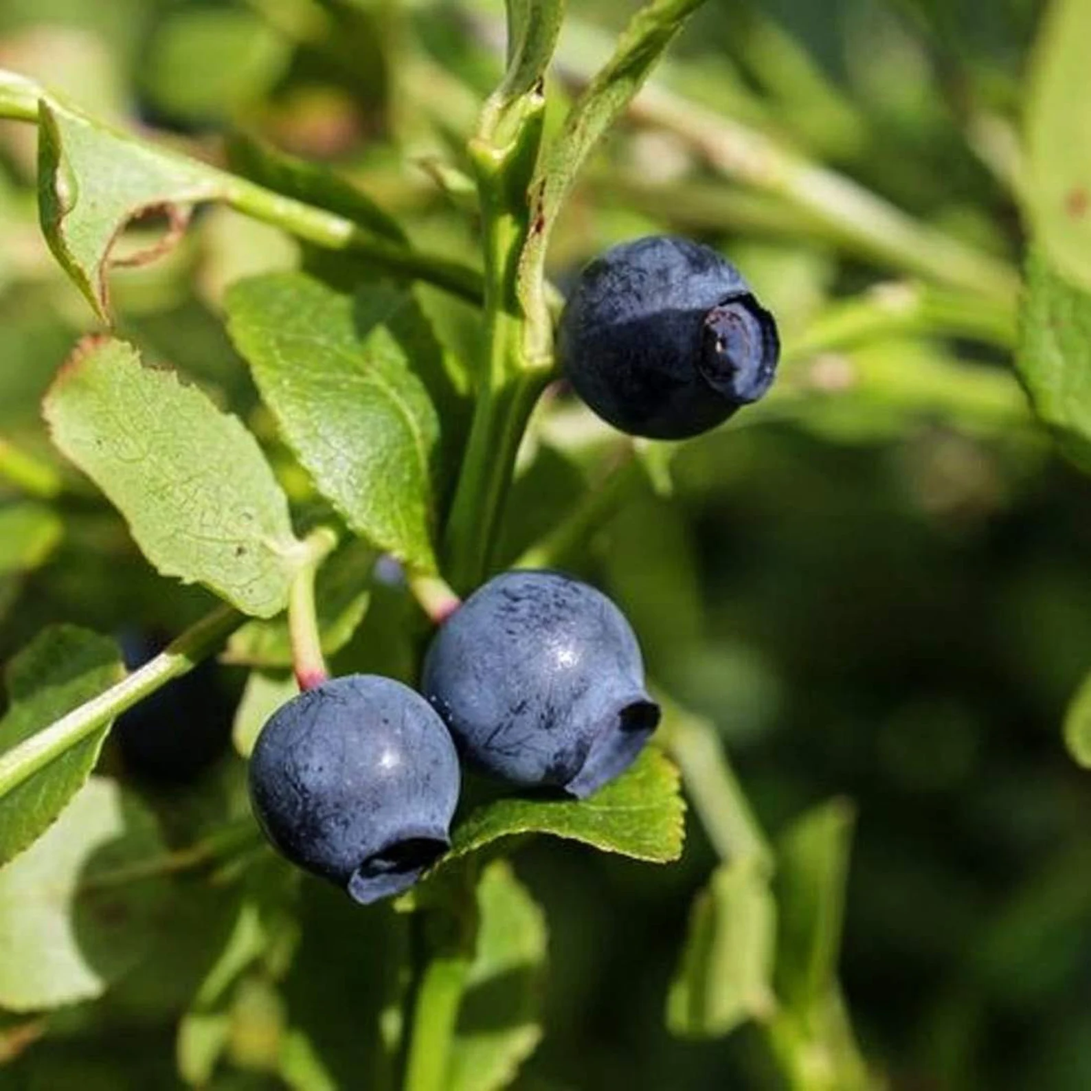 Bilberry fruit photo