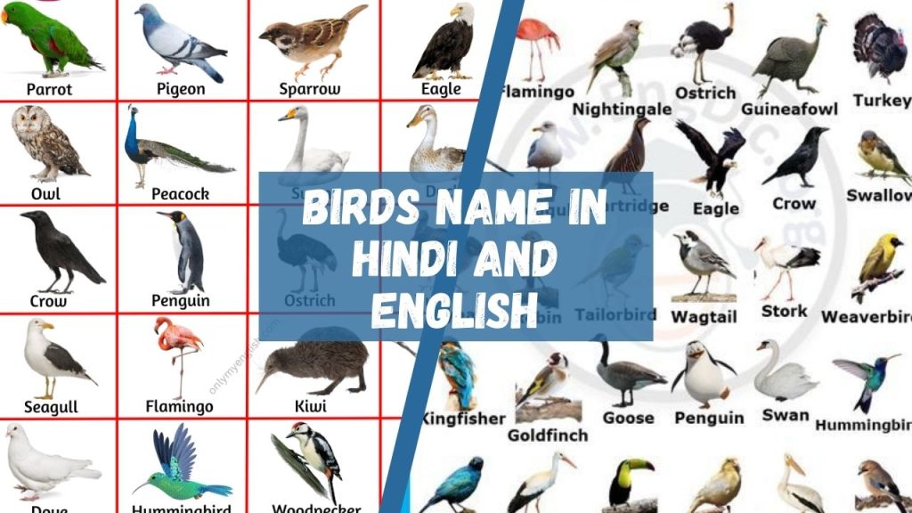 Birds Name In Hindi And English: Comprehensive List Of 50+ Species