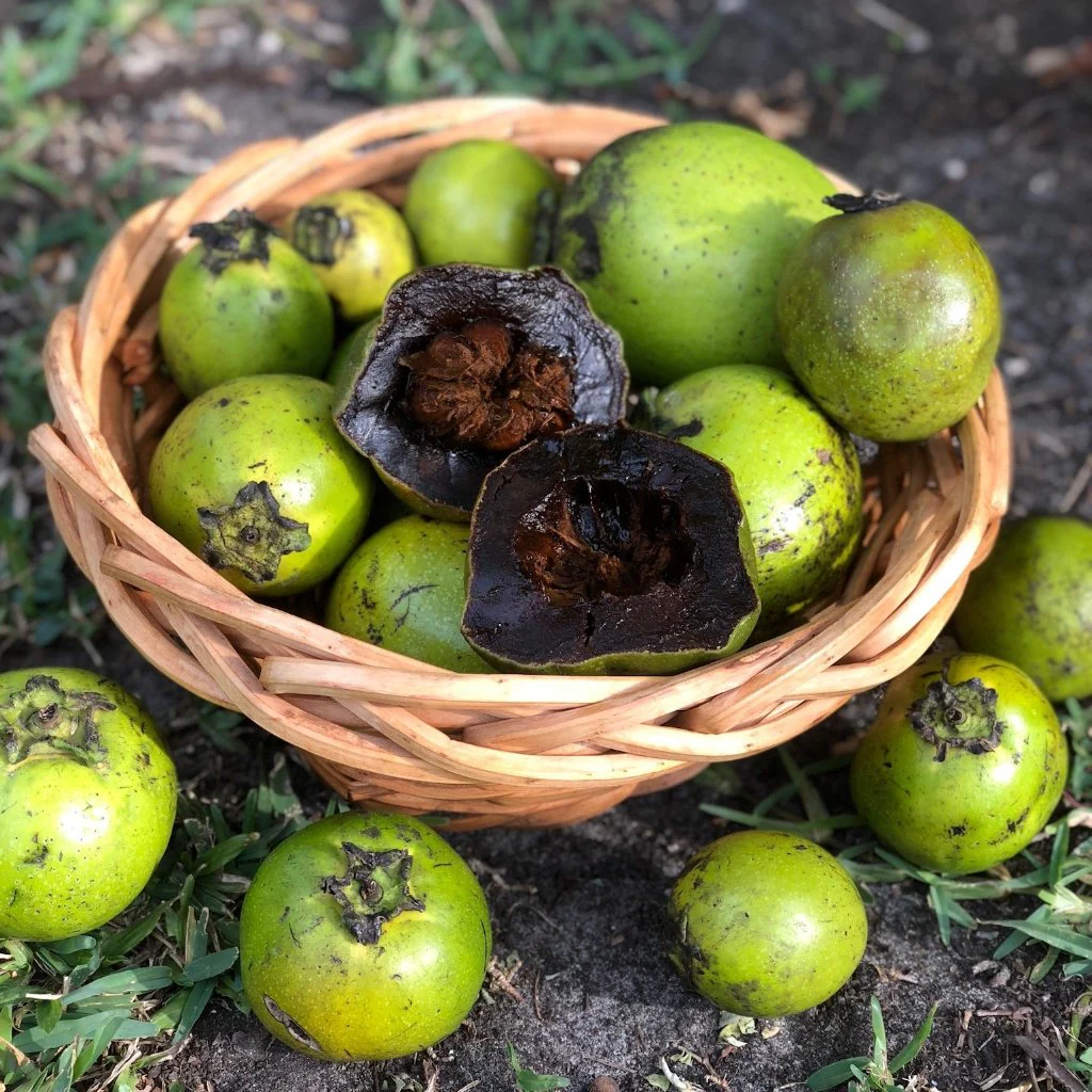 Black Sapote kala sapote fruit image