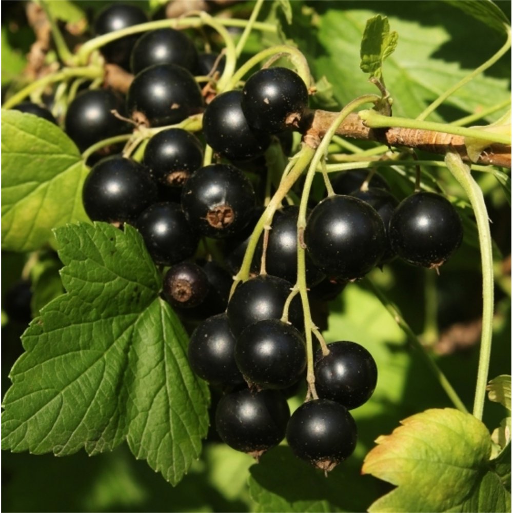 Blackcurrant fruit image