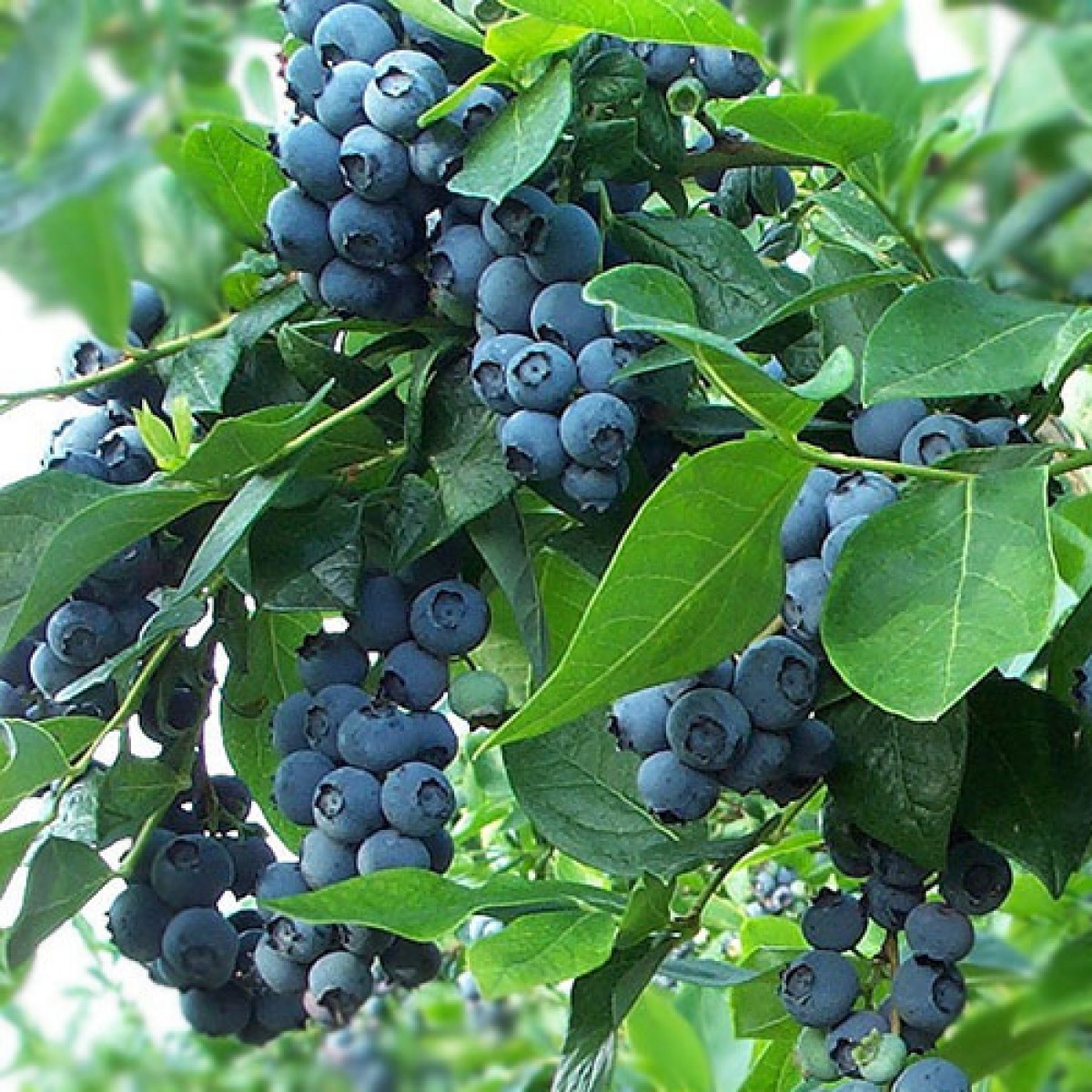 Blueberry fruit image