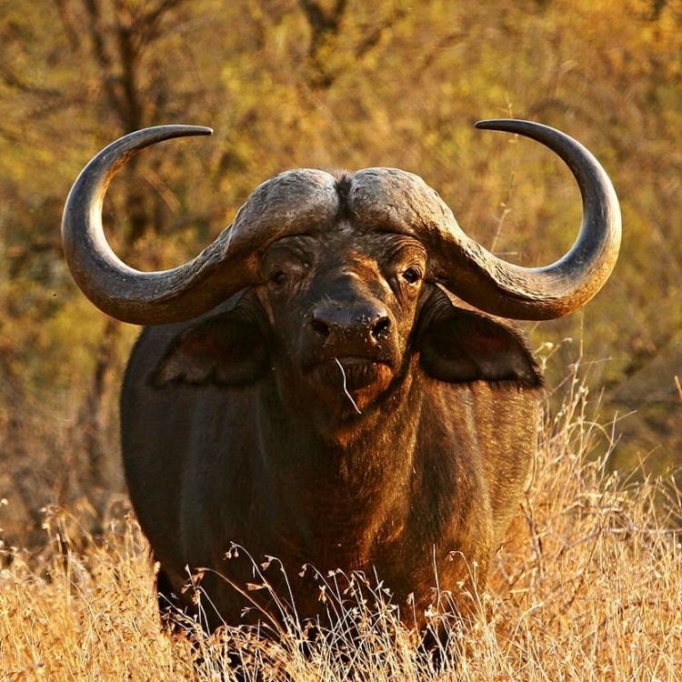 Buffalo bhains animal image