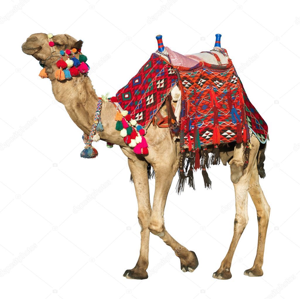 Camel unt animal image