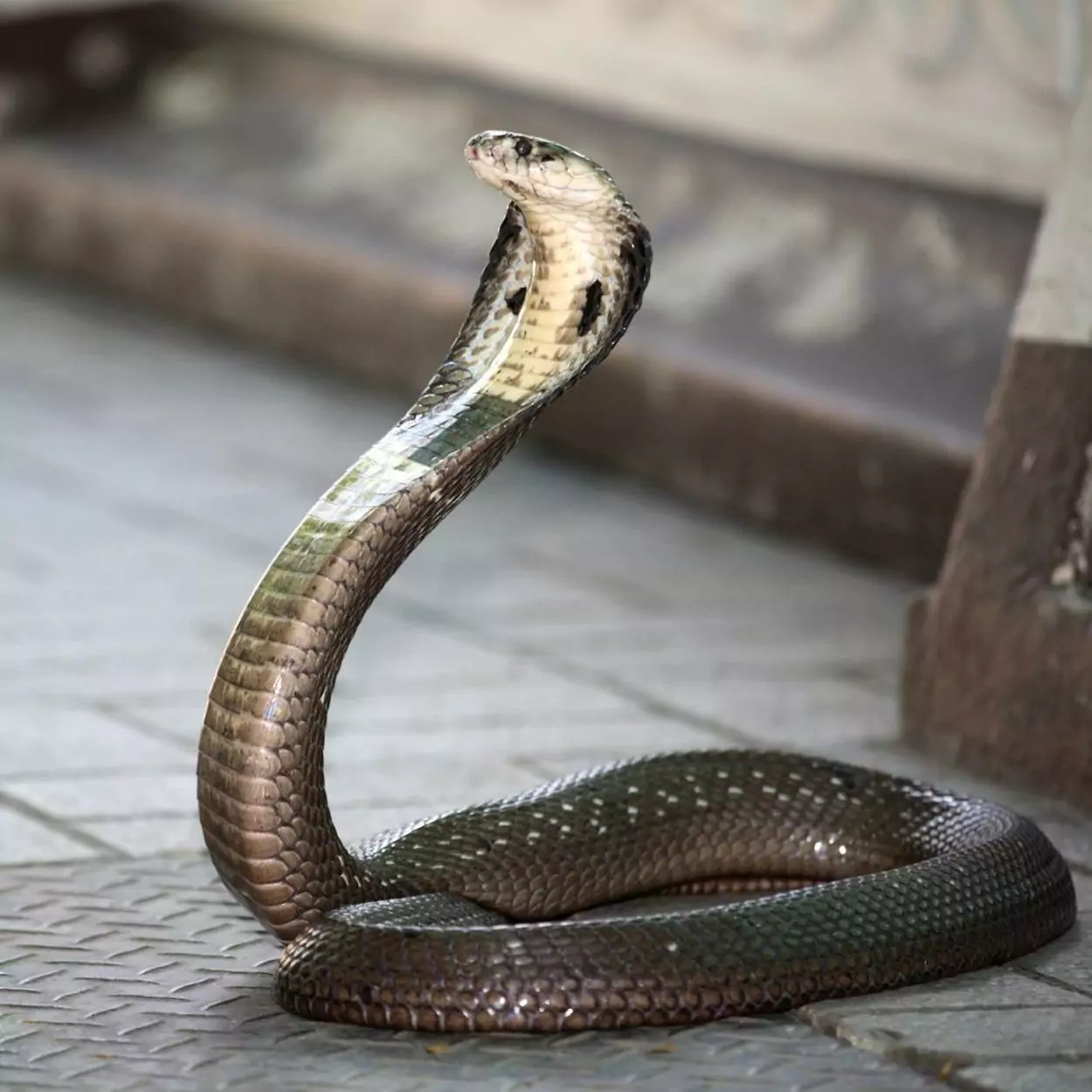 Cobra naag animal image