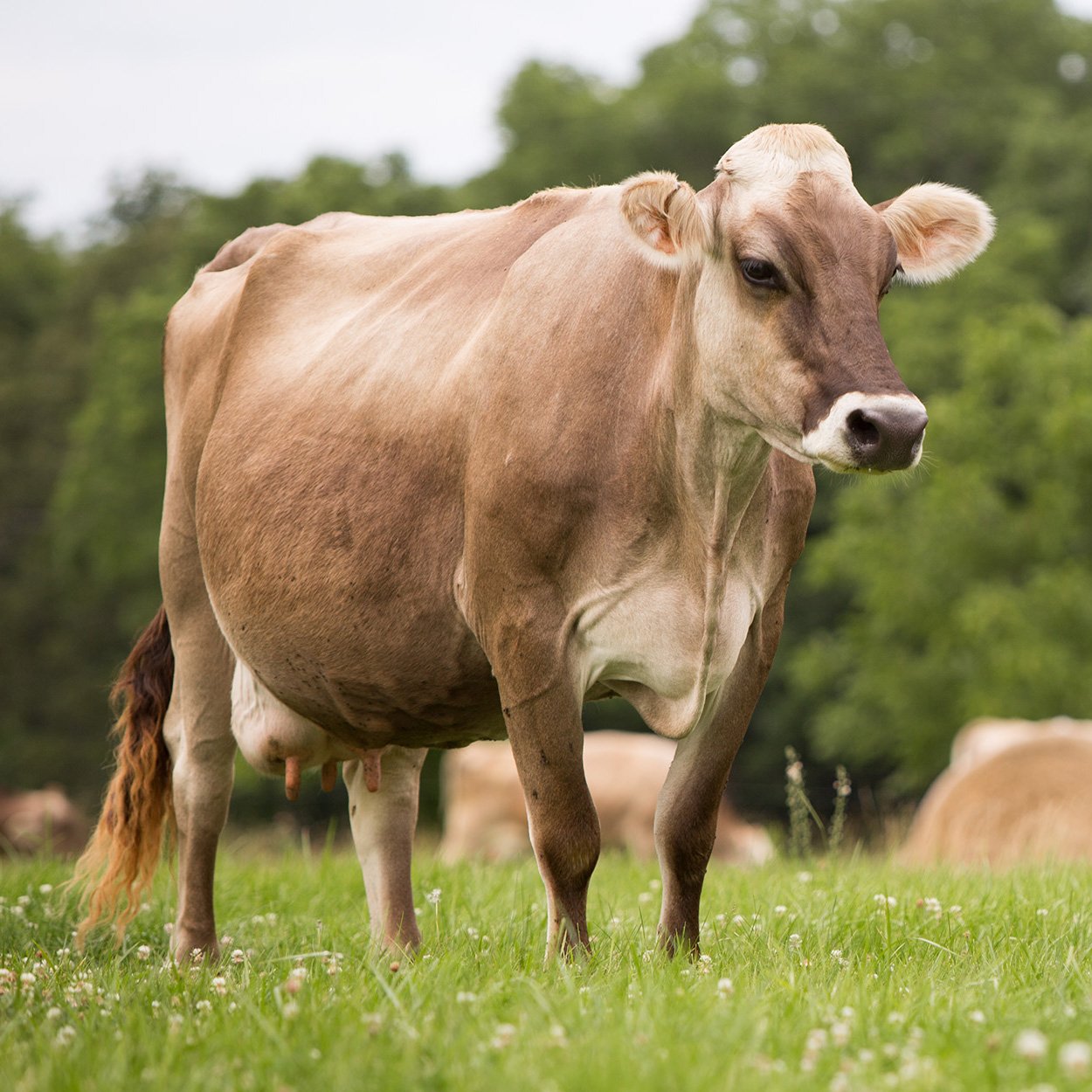 Cow gai animal photo