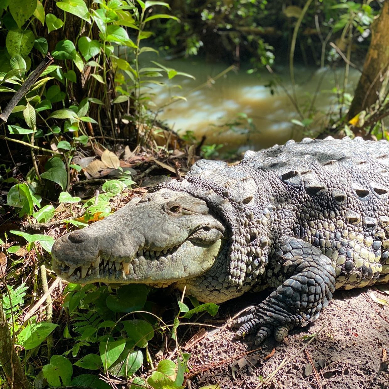 Crocodile magarmachh animal image