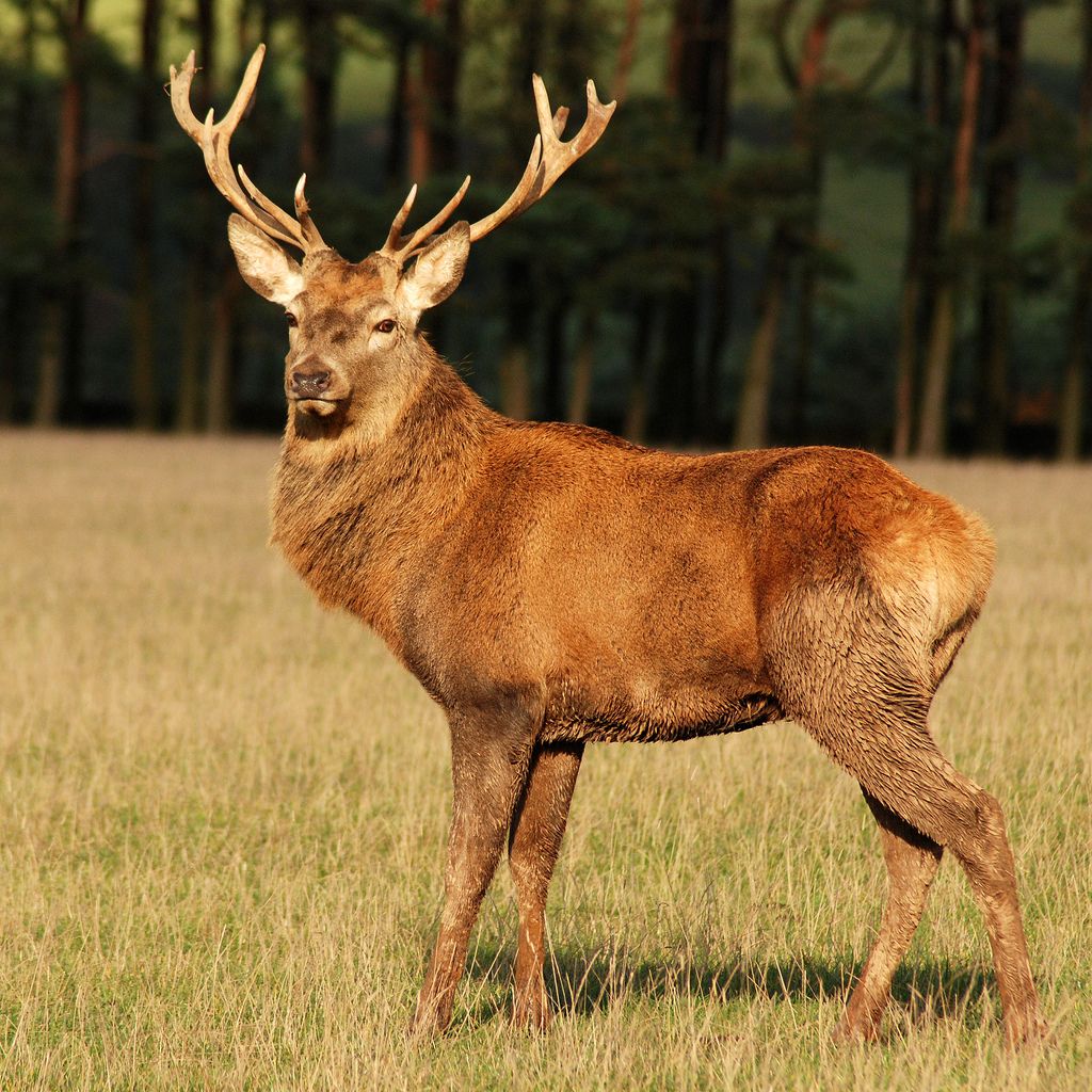 Deer hiran animal image