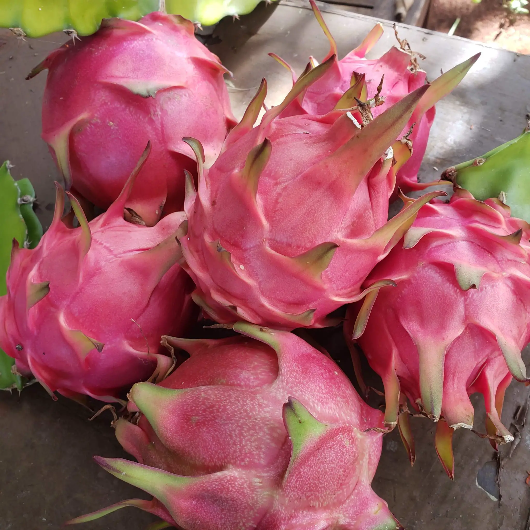 Dragonfruit fruit photo