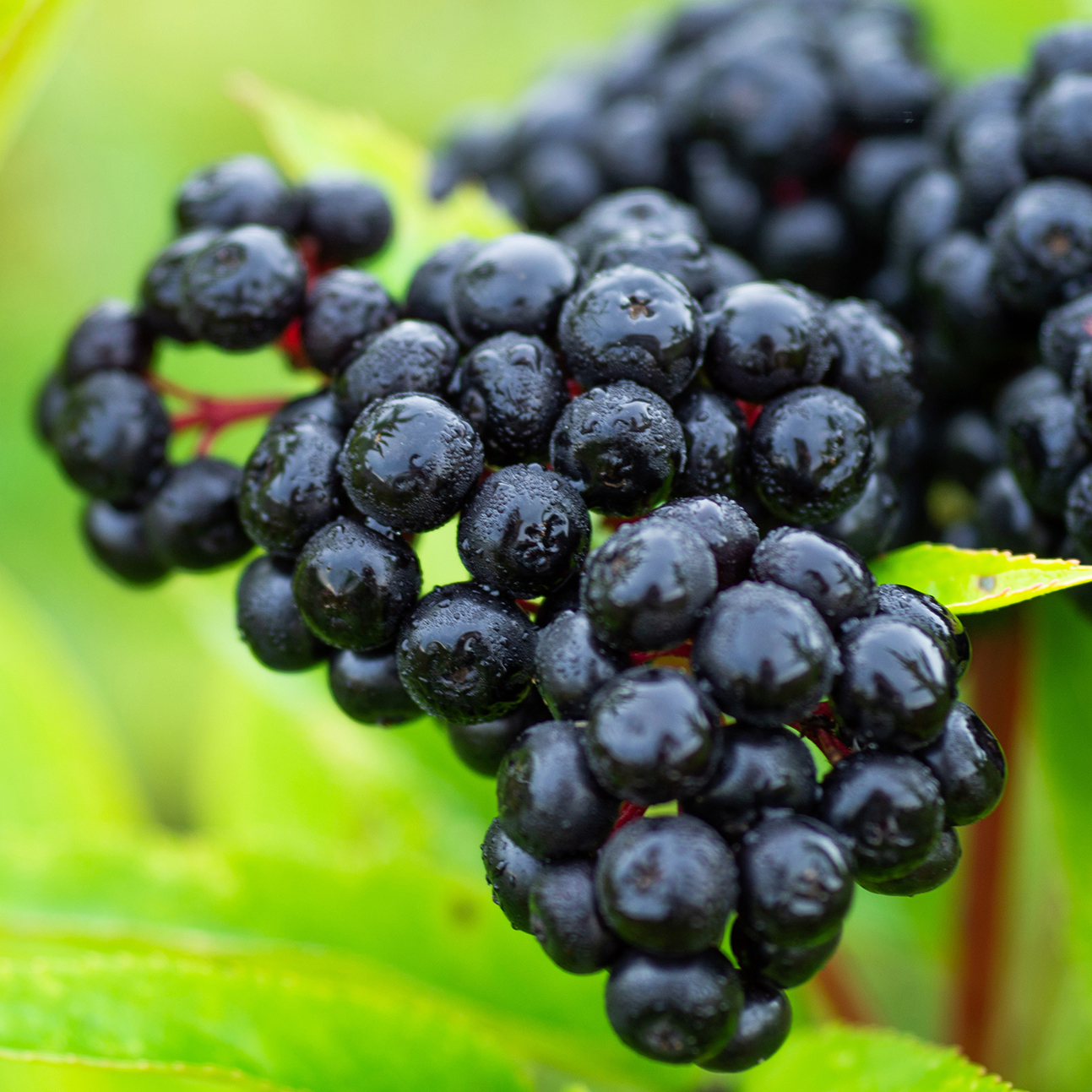 Elderberry fruit image