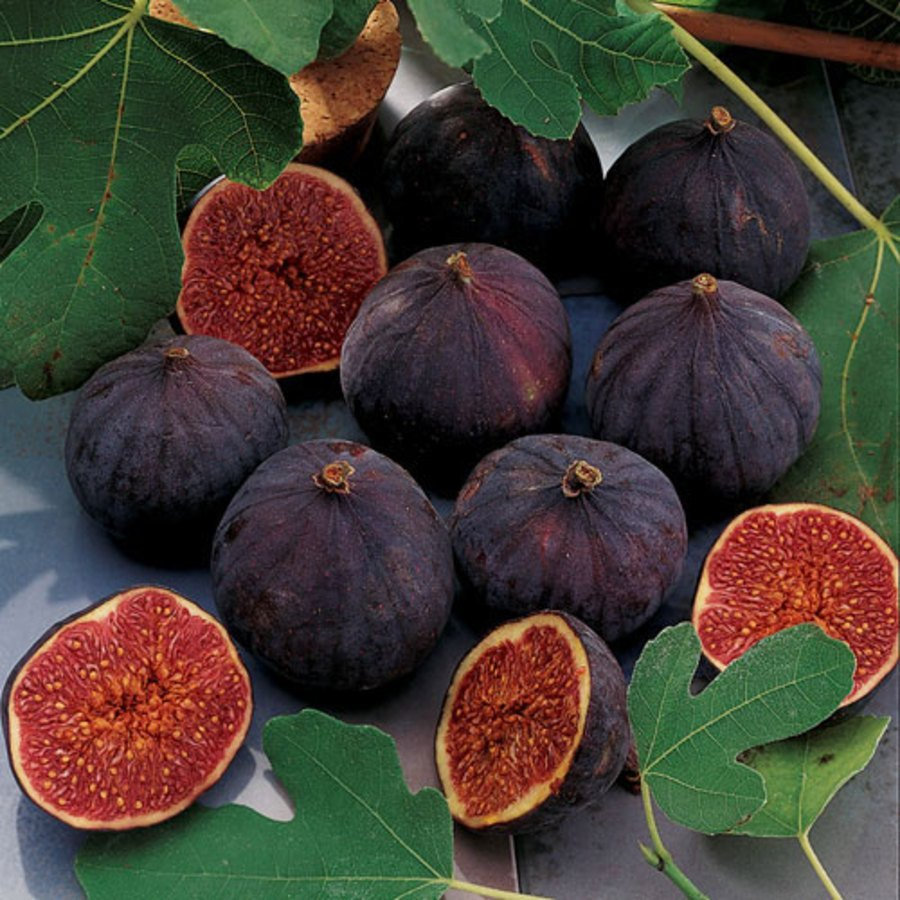 Fig fruit image