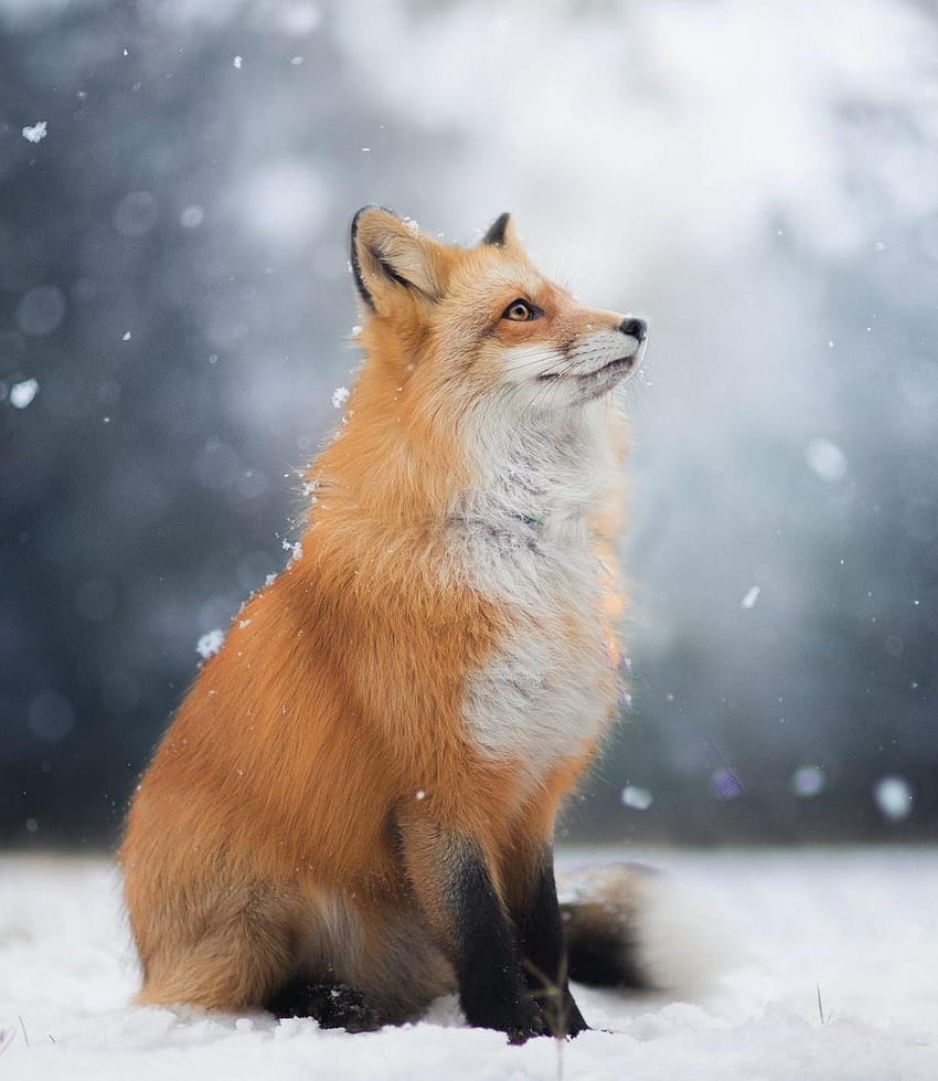 Fox lomdi animal image