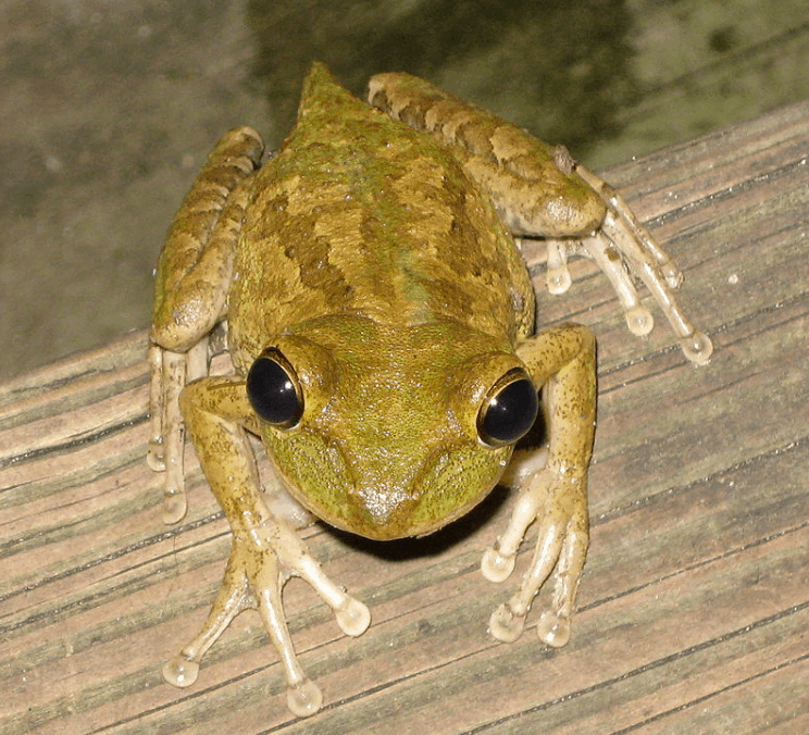 Frog mendak animal photo