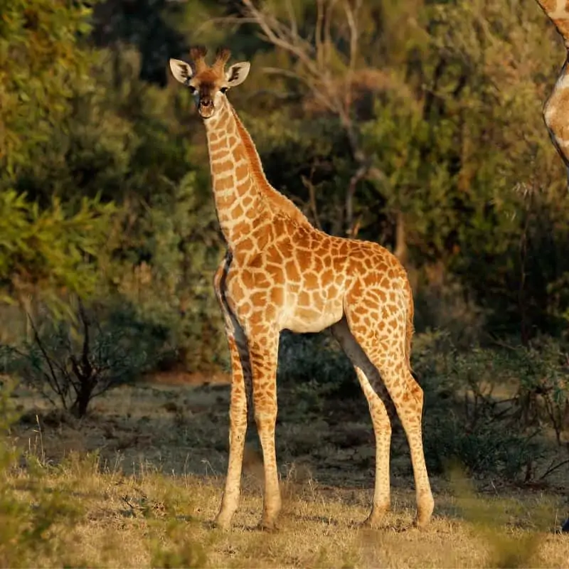 Giraffe jiraf animal photo