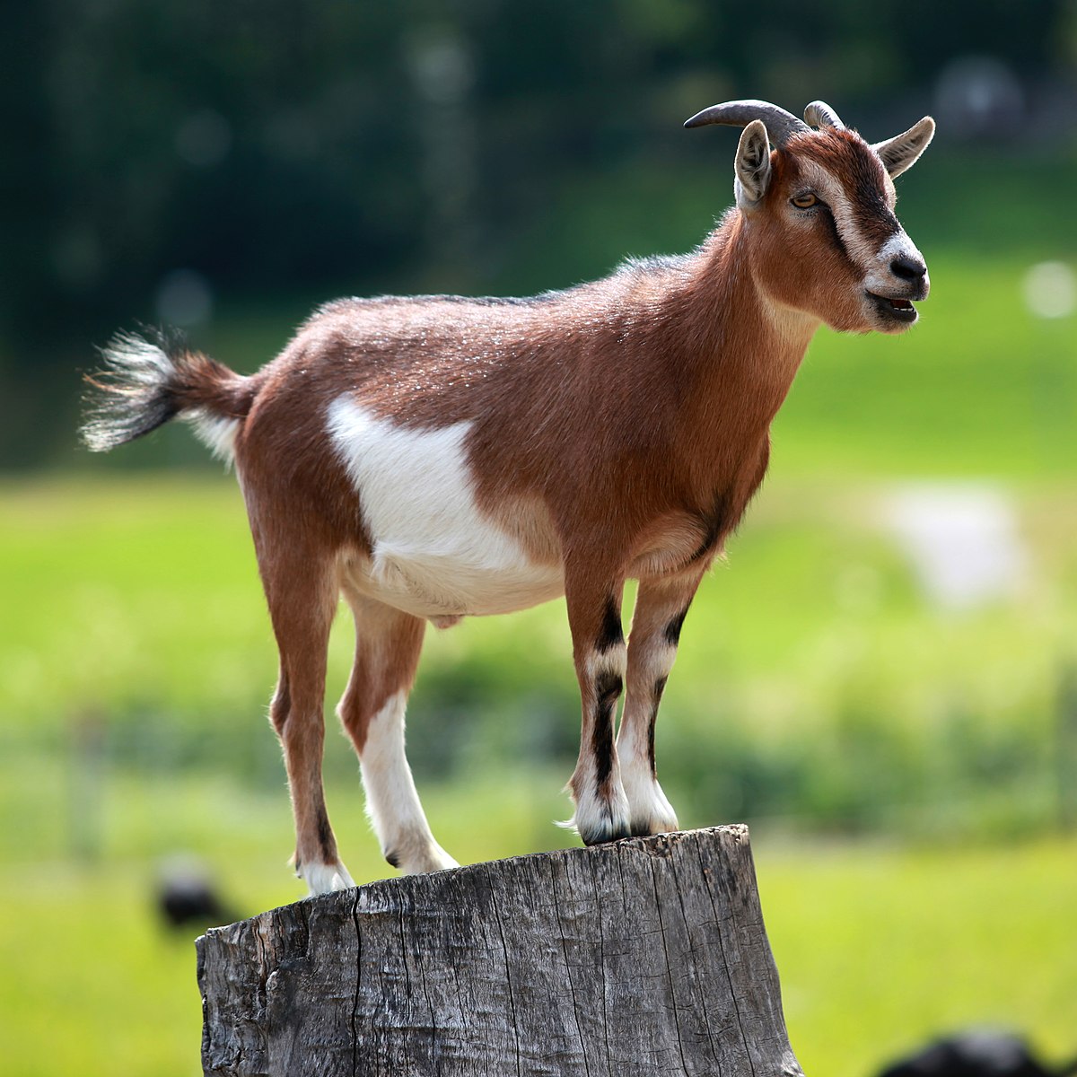 Goat bakri animal image