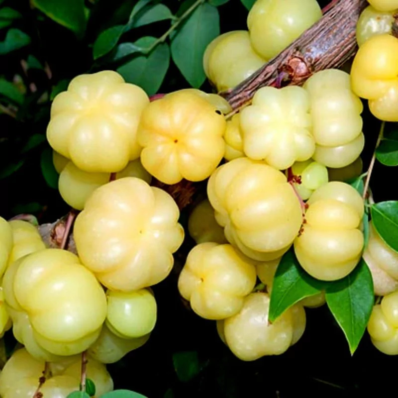 Gooseberry (Indian) fruit photo