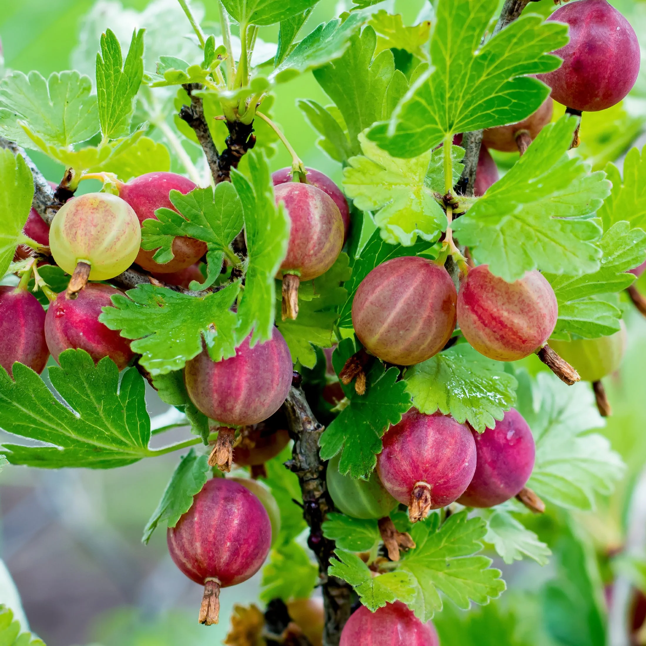 Gooseberry fruit image