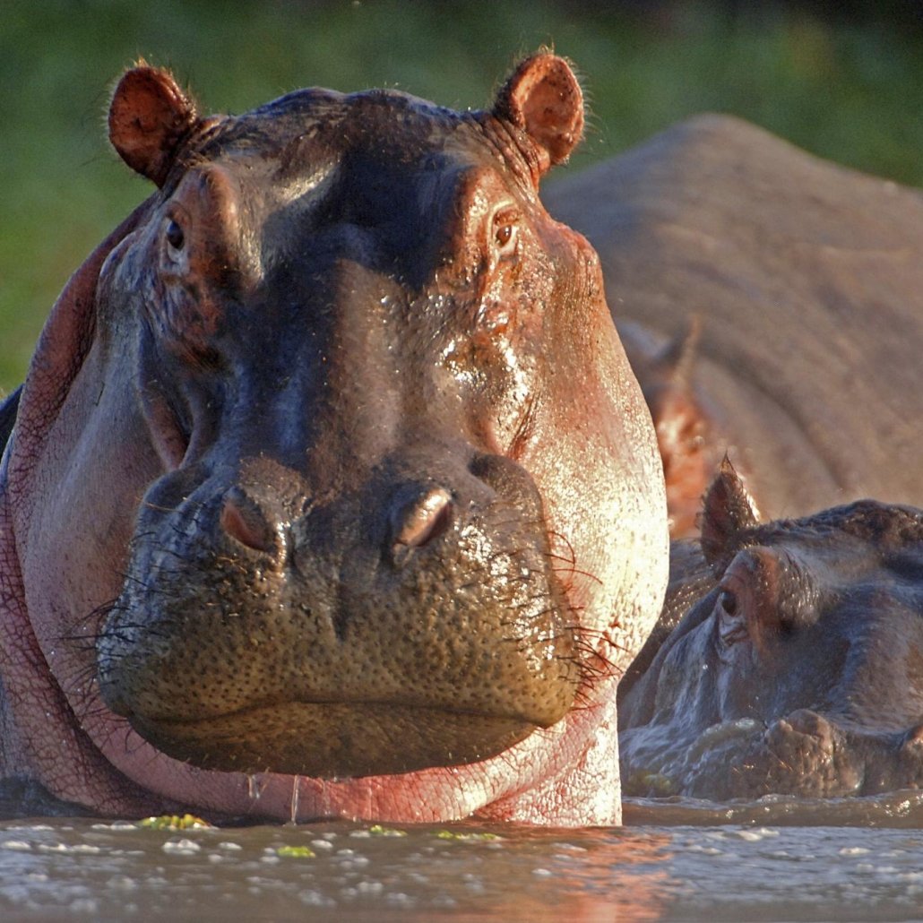 Hippopotamus dariyai ghoda animal photo