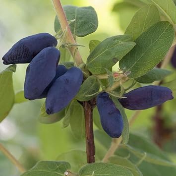 Honeyberry fruit image