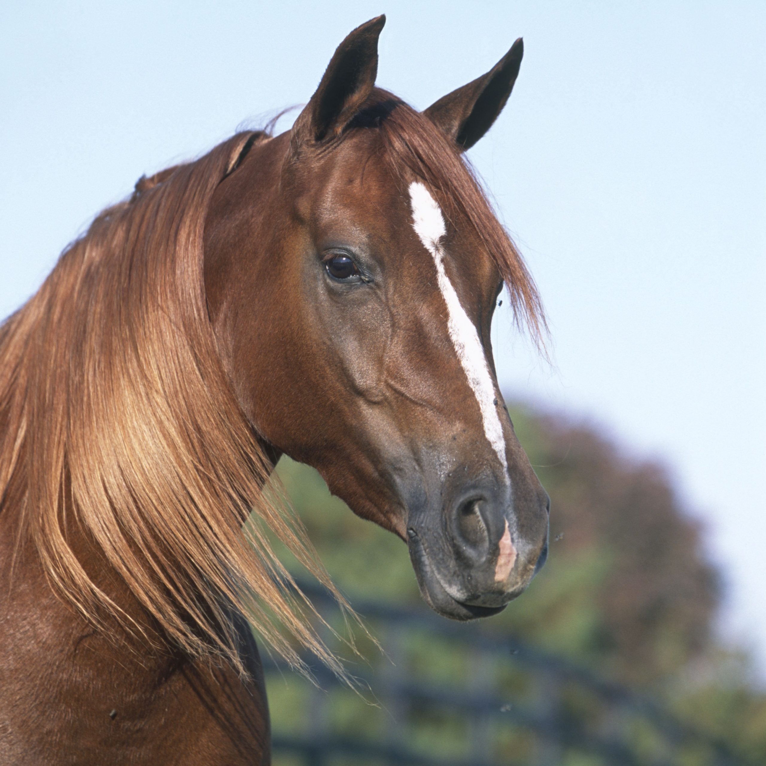 Horse ghoda animal photo