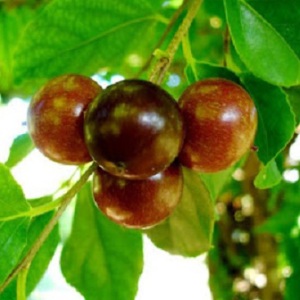 Indian Prune bhartiya ber fruit image