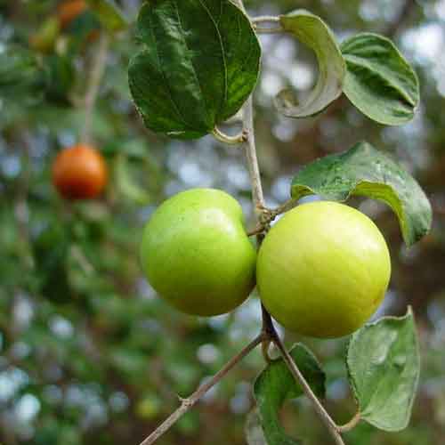 Indian-jujube-ber fruit