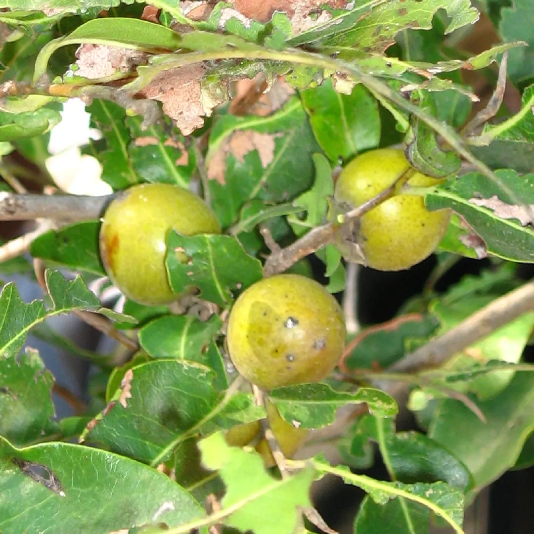 Jackalberry fruit image