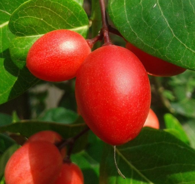 Karonda fruit image