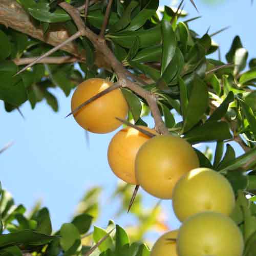 Kei Apple fruit photo