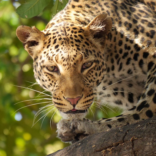 Leopard tendua animal image