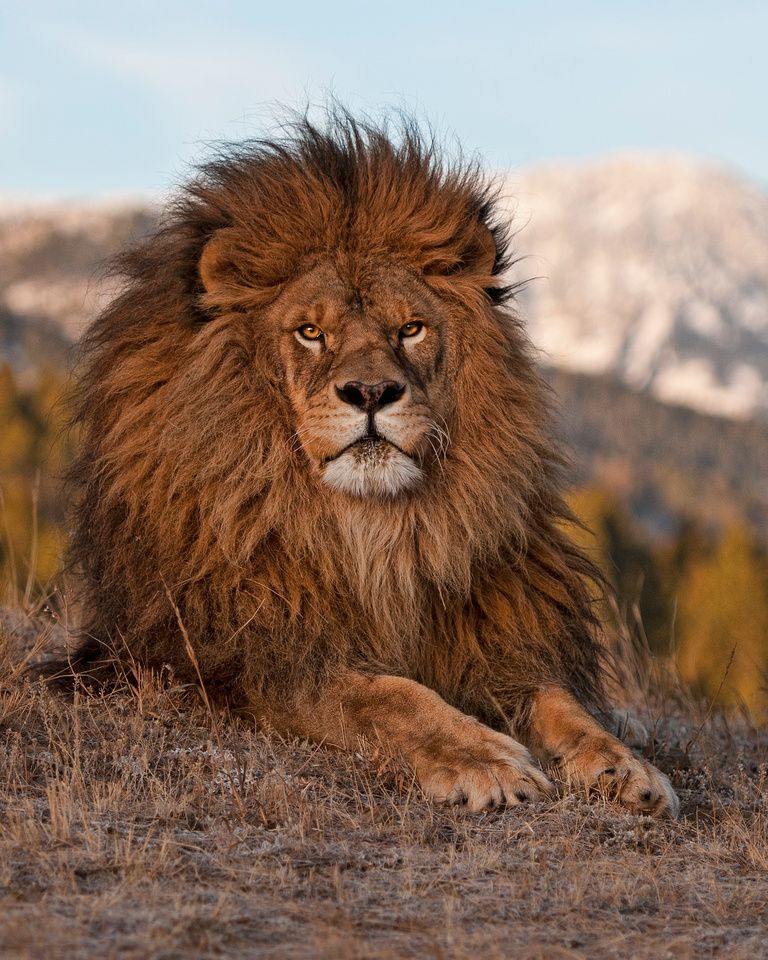 Lion singh animal image