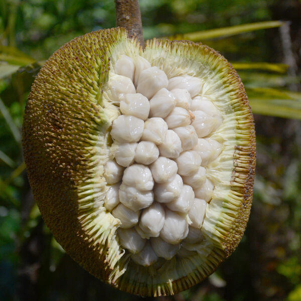 Marang fruit photo