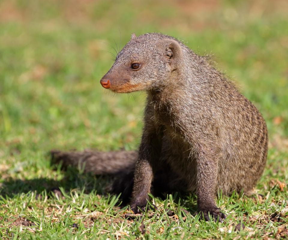 Mongoose nevla animal photo