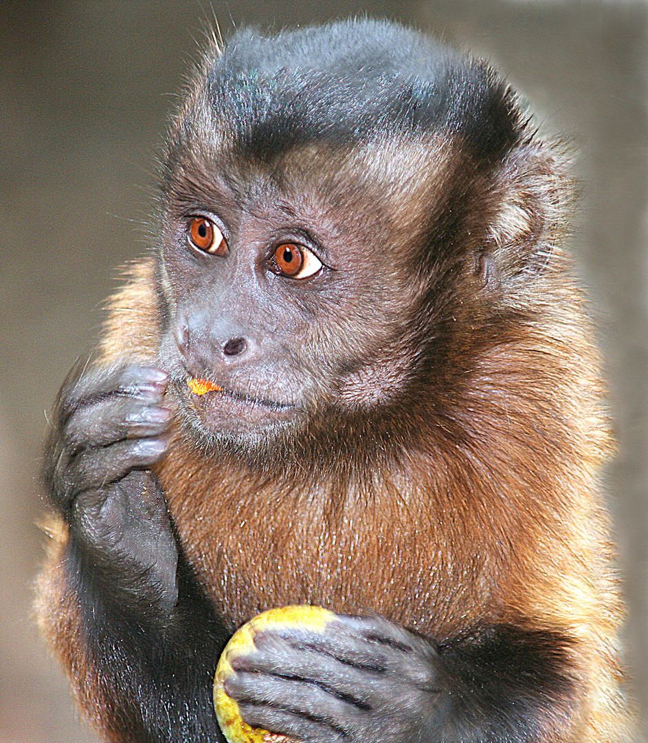 Monkey bandar animal photo