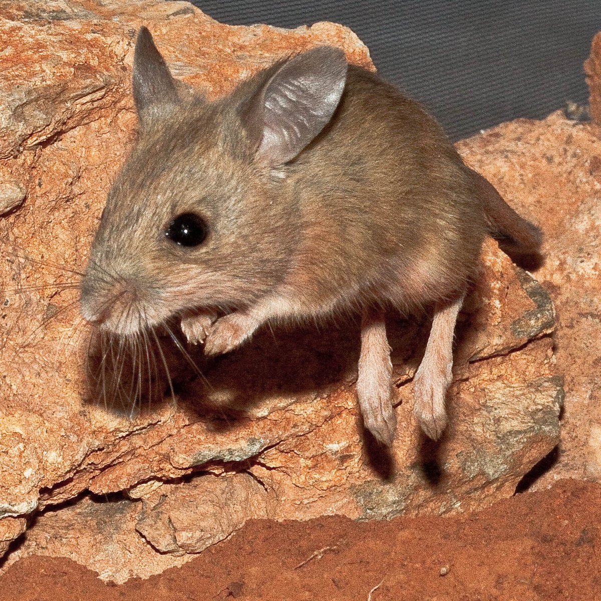 Mouse mooshak animal image