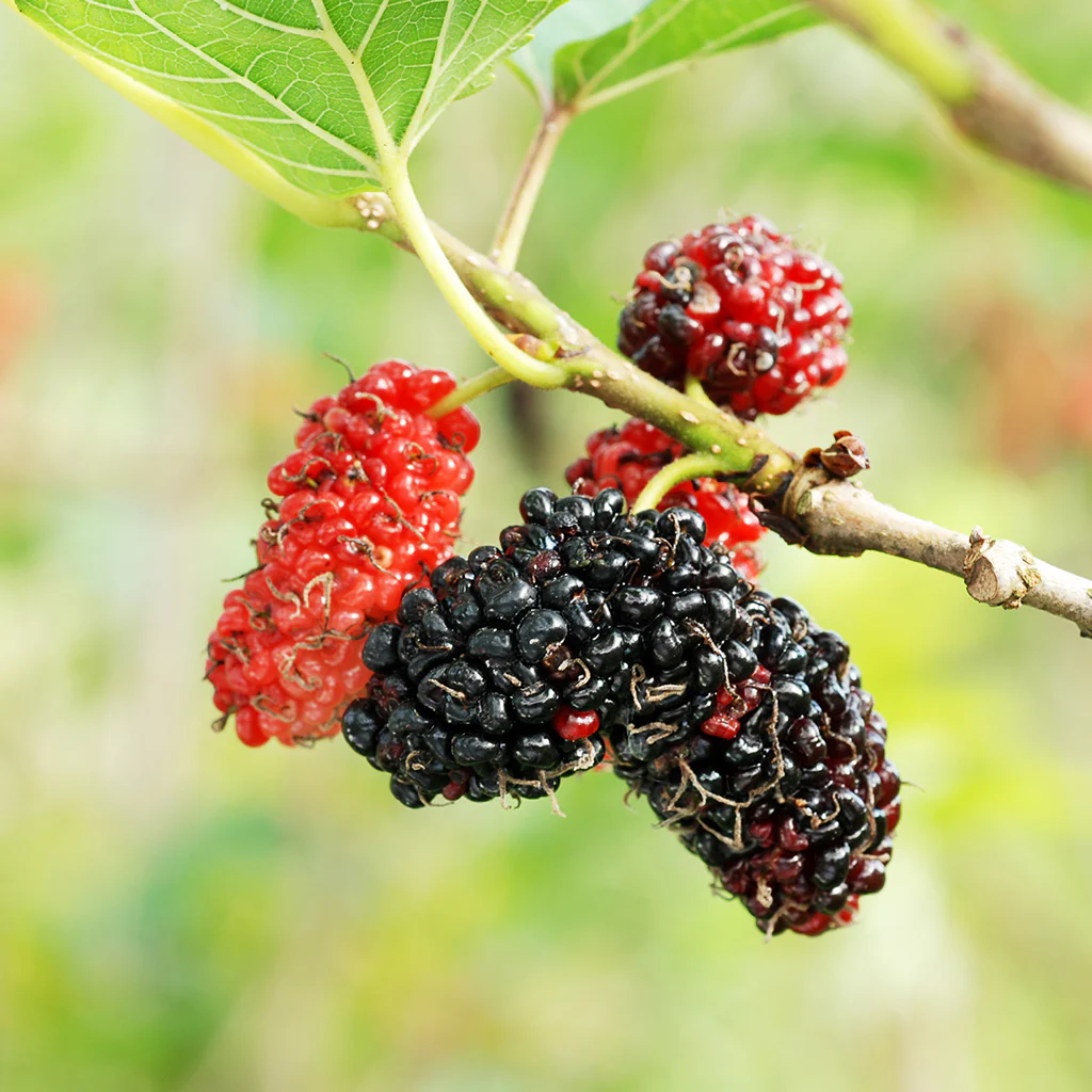 Mulberry fruit photo