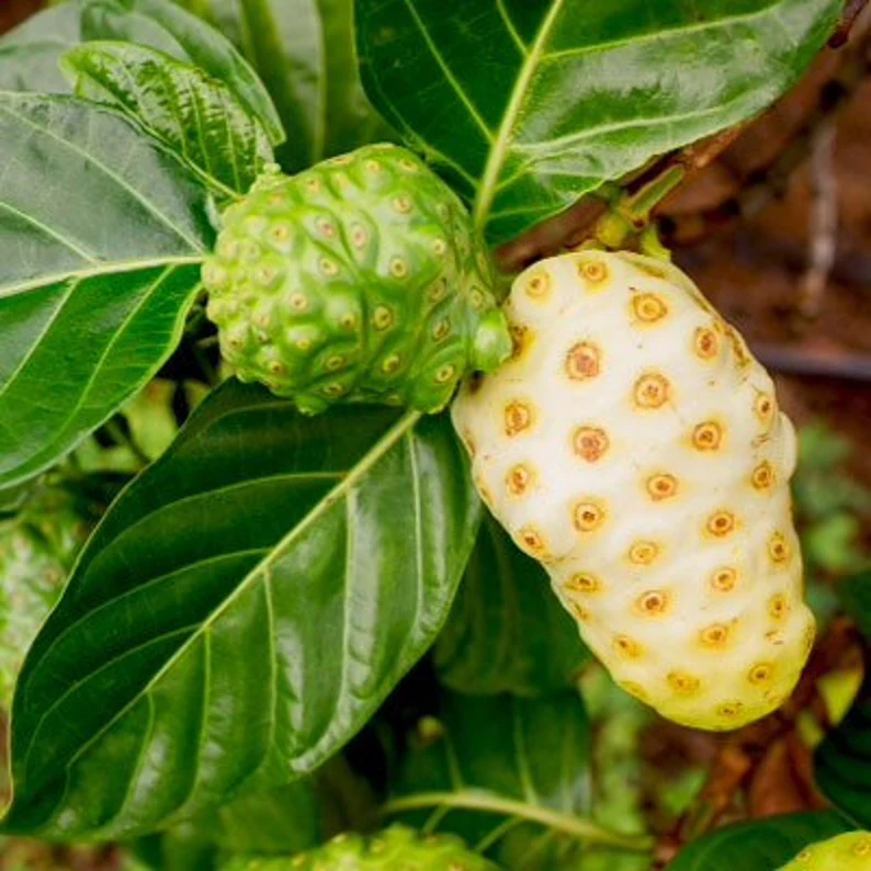 Noni fruit photo