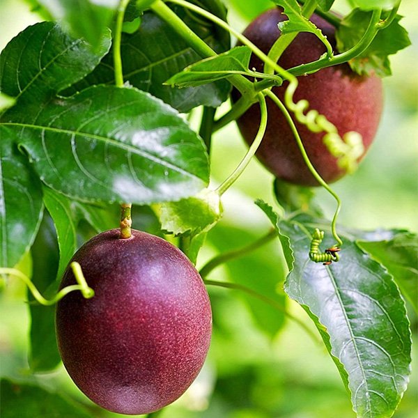 Passionfruit fruit image