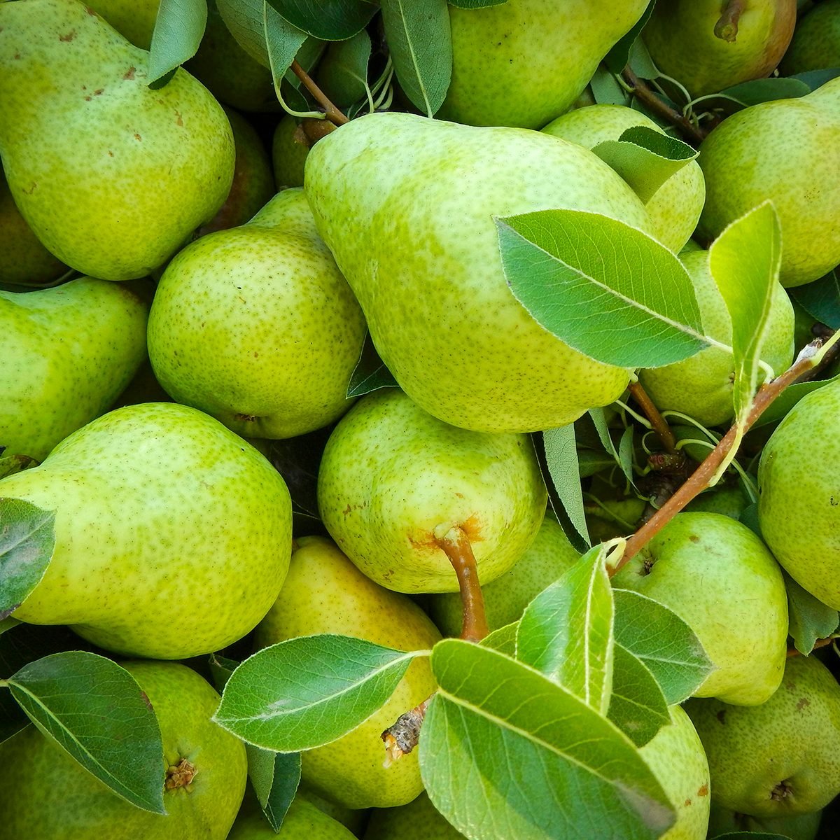 Pear fruit photo