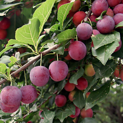 Plum fruit image