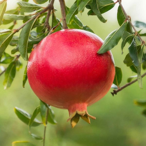 Pomegranate fruit image