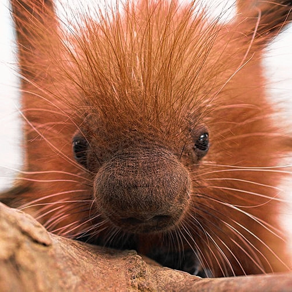 Porcupine sahi animal image