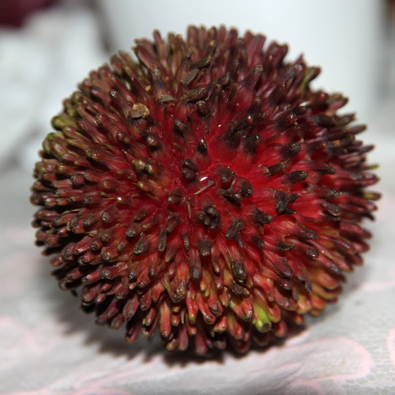 Pulasan fruit iamge