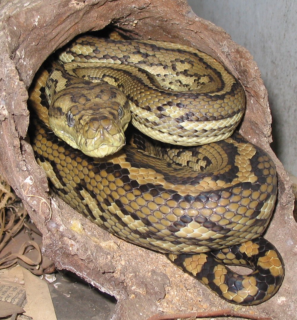 Python ajgar animal image