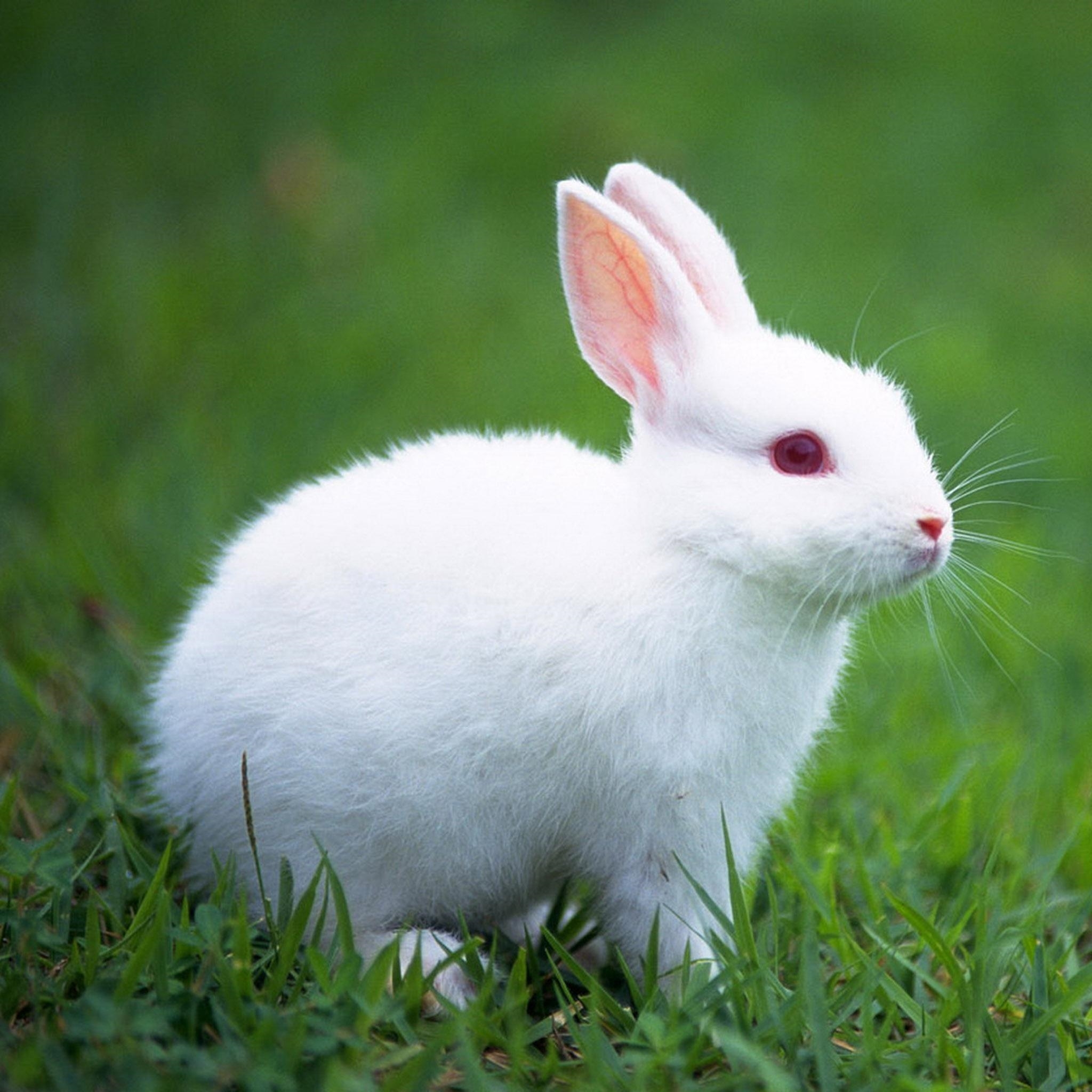 rabbit khargosh animal image