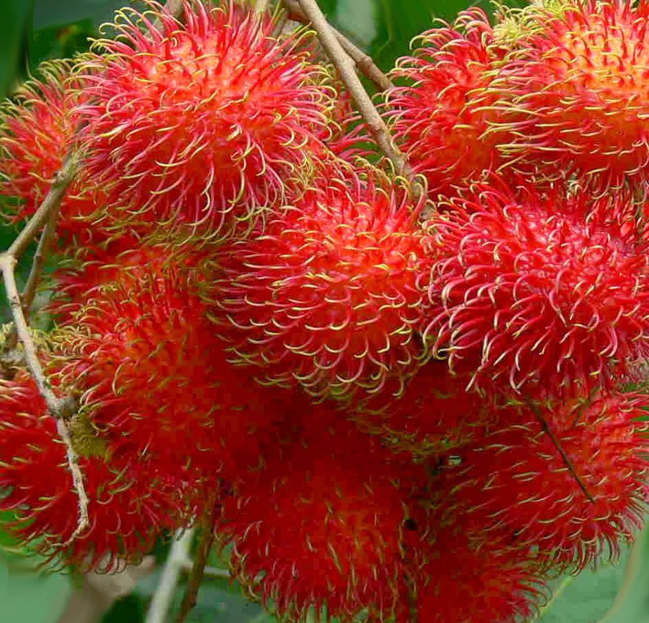 Rambutan fruit