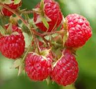 Raspberry fruit image